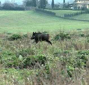 Fauna selvatica e danni all’agricoltura: mancano i dati ufficiali